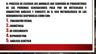 EL PROCESO DE ESCOGER LOS ANIMALES QUE SERVIRÁN DE PROGENITORES
DE LAS PRÓXIMAS GENERACIONES PASA POR UN METICULOSO Y
EXHAUSTIVO ANÁLISIS Y CONSISTE EN EL USO METODOLÓGICO DE LAS
HERRAMIENTAS DISPONIBLES COMO SON:
1. EVALUACIÓN VISUAL
2.ZOOMÉTRICA
3.DE CRECIMIENTO
4.REPRODUCTIVA
5. ANÁLISIS GENÉTICO
 