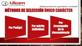 MÉTODOS DE SELECCIÓN ÚNICO CARÁCTER
Por Pedigrí
Por mérito
Individual
Por
desempeño
de la
descendencia
 