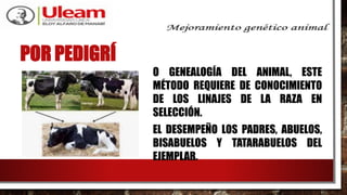 POR PEDIGRÍ
O GENEALOGÍA DEL ANIMAL, ESTE
MÉTODO REQUIERE DE CONOCIMIENTO
DE LOS LINAJES DE LA RAZA EN
SELECCIÓN.
EL DESEMPEÑO LOS PADRES, ABUELOS,
BISABUELOS Y TATARABUELOS DEL
EJEMPLAR.
 