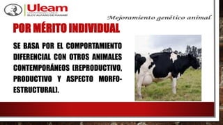 POR MÉRITO INDIVIDUAL
SE BASA POR EL COMPORTAMIENTO
DIFERENCIAL CON OTROS ANIMALES
CONTEMPORÁNEOS (REPRODUCTIVO,
PRODUCTIVO Y ASPECTO MORFO-
ESTRUCTURAL).
 
