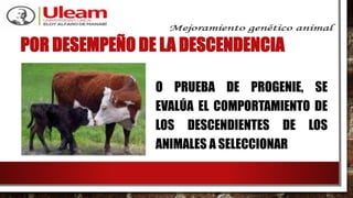POR DESEMPEÑO DE LA DESCENDENCIA
O PRUEBA DE PROGENIE, SE
EVALÚA EL COMPORTAMIENTO DE
LOS DESCENDIENTES DE LOS
ANIMALES A SELECCIONAR
 