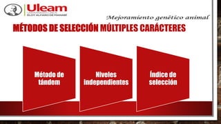 MÉTODOS DE SELECCIÓN MÚLTIPLES CARÁCTERES
Método de
tándem
Niveles
independientes
Índice de
selección
 