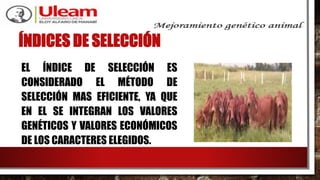 ÍNDICES DE SELECCIÓN
EL ÍNDICE DE SELECCIÓN ES
CONSIDERADO EL MÉTODO DE
SELECCIÓN MAS EFICIENTE, YA QUE
EN EL SE INTEGRAN LOS VALORES
GENÉTICOS Y VALORES ECONÓMICOS
DE LOS CARACTERES ELEGIDOS.
 