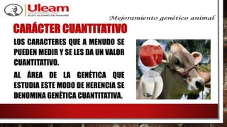 CARÁCTER CUANTITATIVO
LOS CARACTERES QUE A MENUDO SE
PUEDEN MEDIR Y SE LES DA UN VALOR
CUANTITATIVO.
AL ÁREA DE LA GENÉTICA QUE
ESTUDIA ESTE MODO DE HERENCIA SE
DENOMINA GENÉTICA CUANTITATIVA.
 