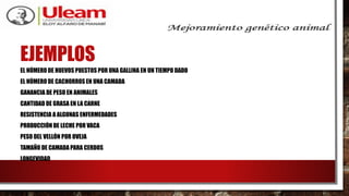 EJEMPLOS
EL NÚMERO DE HUEVOS PUESTOS POR UNA GALLINA EN UN TIEMPO DADO
EL NÚMERO DE CACHORROS EN UNA CAMADA
GANANCIA DE PESO EN ANIMALES
CANTIDAD DE GRASA EN LA CARNE
RESISTENCIA A ALGUNAS ENFERMEDADES
PRODUCCIÓN DE LECHE POR VACA
PESO DEL VELLÓN POR OVEJA
TAMAÑO DE CAMADA PARA CERDOS
LONGEVIDAD
 