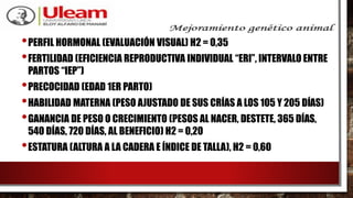 •PERFIL HORMONAL (EVALUACIÓN VISUAL) H2 = 0,35
•FERTILIDAD (EFICIENCIA REPRODUCTIVA INDIVIDUAL “ERI”, INTERVALO ENTRE
PARTOS “IEP”)
•PRECOCIDAD (EDAD 1ER PARTO)
•HABILIDAD MATERNA (PESO AJUSTADO DE SUS CRÍAS A LOS 105 Y 205 DÍAS)
•GANANCIA DE PESO O CRECIMIENTO (PESOS AL NACER, DESTETE, 365 DÍAS,
540 DÍAS, 720 DÍAS, AL BENEFICIO) H2 = 0,20
•ESTATURA (ALTURA A LA CADERA E ÍNDICE DE TALLA), H2 = 0,60
 