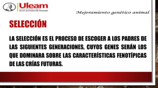 SELECCIÓN
LA SELECCIÓN ES EL PROCESO DE ESCOGER A LOS PADRES DE
LAS SIGUIENTES GENERACIONES, CUYOS GENES SERÁN LOS
QUE DOMINARA SOBRE LAS CARACTERÍSTICAS FENOTÍPICAS
DE LAS CRÍAS FUTURAS.
 