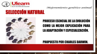 SELECCIÓN NATURAL
PROCESO ESENCIAL DE LA EVOLUCIÓN
COMO LA MEJOR EXPLICACIÓN PARA
LA ADAPTACIÓN Y ESPECIALIZACIÓN.
PROPUESTO POR CHARLES DARWIN.
 