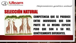 SELECCIÓN NATURAL
COMPETENCIA QUE SE PRODUCE
ENTRE INDIVIDUOS QUE SON
PARTE DE LA MISMA ESPECIE
PERO QUE SON A SU VEZ,
GENÉTICAMENTE DIFERENTES.
 