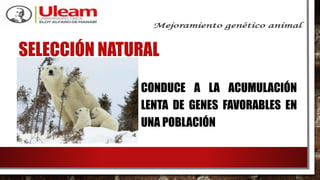 SELECCIÓN NATURAL
CONDUCE A LA ACUMULACIÓN
LENTA DE GENES FAVORABLES EN
UNA POBLACIÓN
 
