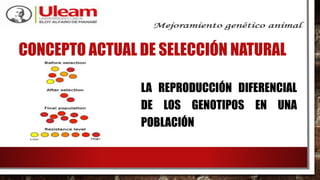 CONCEPTO ACTUAL DE SELECCIÓN NATURAL
LA REPRODUCCIÓN DIFERENCIAL
DE LOS GENOTIPOS EN UNA
POBLACIÓN
 