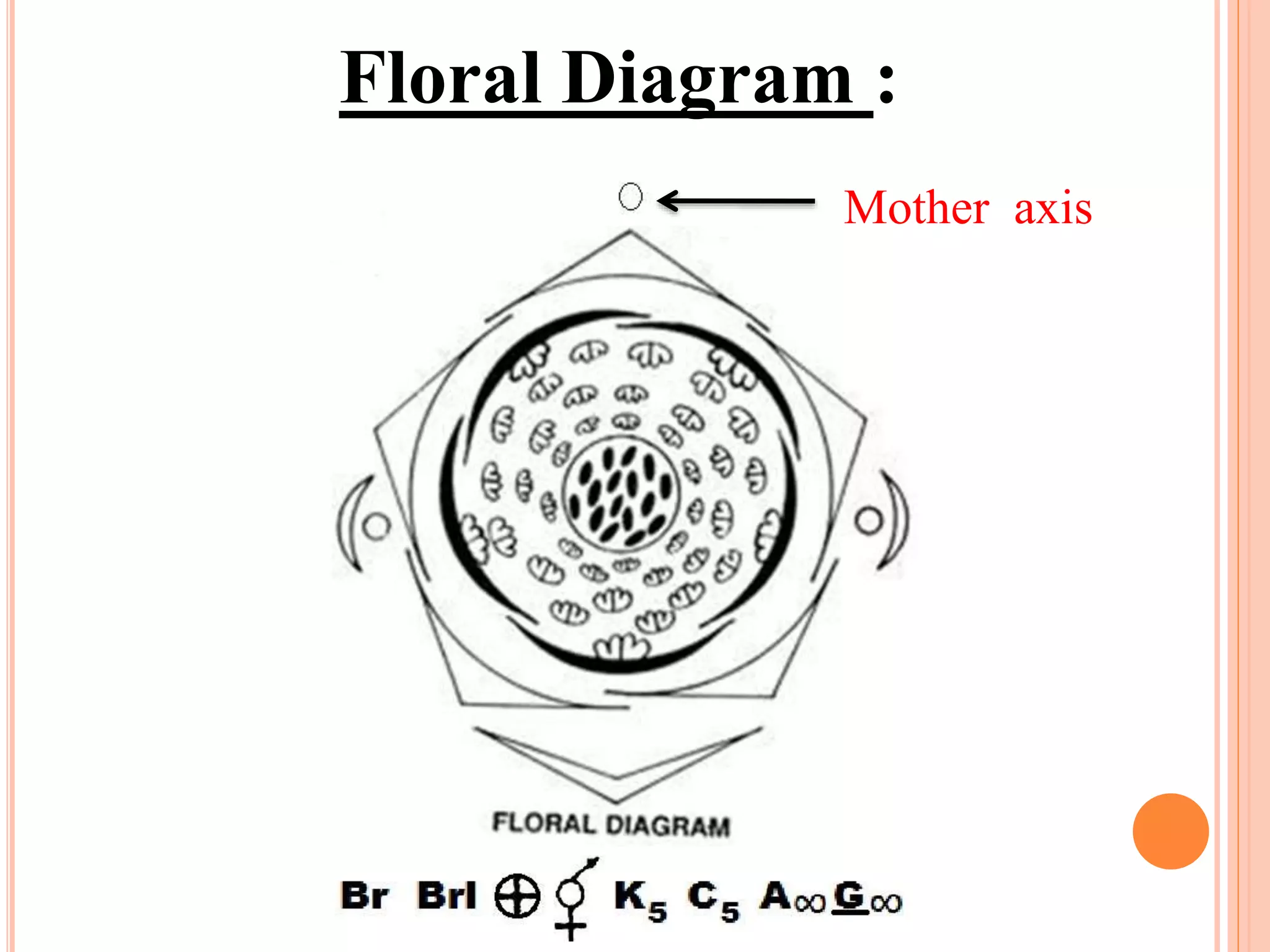 Spirocyclic Flower Family: Ranunculaceae (Ranunculus,Delphinium) | PPTX