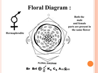 Hermaphrodite
Floral Diagram :
Both the
male
and female
parts are present in
the same flower
 