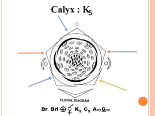 Calyx : K
 