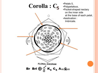 Corolla : C
•Petals 5,
•Polypetalous,
•Pocket-shaped nectary
on the inner side
at the base of each petal,
•Aestivation :
Imbricate.
 