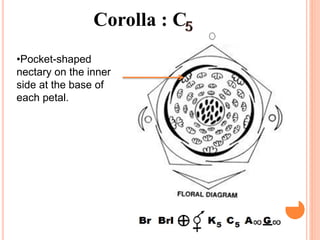 Corolla : C
•Pocket-shaped
nectary on the inner
side at the base of
each petal.
 