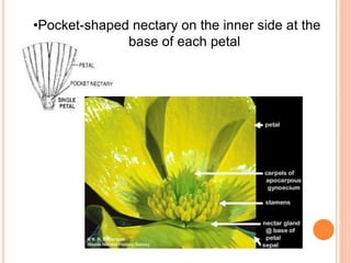 •Pocket-shaped nectary on the inner side at the
base of each petal
 