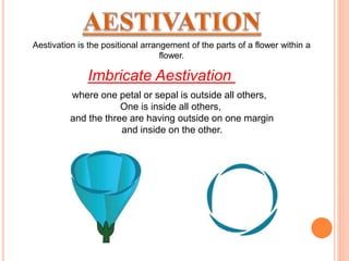 Aestivation is the positional arrangement of the parts of a flower within a
flower.
where one petal or sepal is outside all others,
One is inside all others,
and the three are having outside on one margin
and inside on the other.
Imbricate Aestivation
 