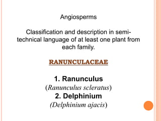 Angiosperms
Classification and description in semi-
technical language of at least one plant from
each family.
1. Ranunculus
(Ranunculus scleratus)
2. Delphinium
(Delphinium ajacis)
 