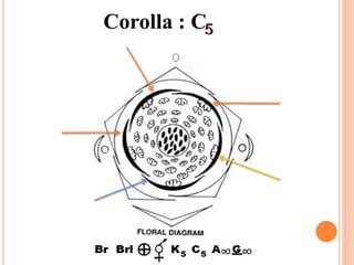 Corolla : C
 