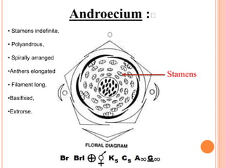 Androecium :Ꝏ
• Stamens indefinite,
• Polyandrous,
• Spirally arranged
•Anthers elongated
• Filament long,
•Basifixed,
•Extrorse.
Stamens
 
