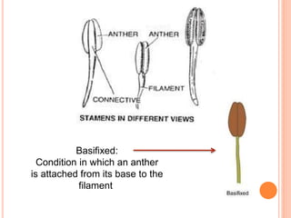 Basifixed:
Condition in which an anther
is attached from its base to the
filament
 