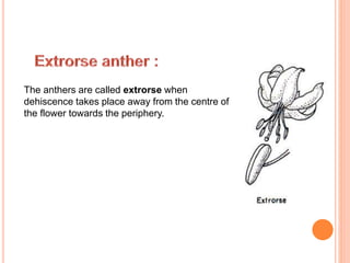 The anthers are called extrorse when
dehiscence takes place away from the centre of
the flower towards the periphery.
 