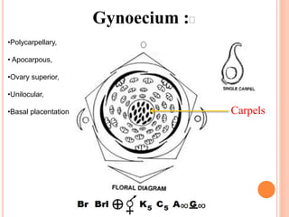 Gynoecium :Ꝏ
•Polycarpellary,
• Apocarpous,
•Ovary superior,
•Unilocular,
•Basal placentation Carpels
 