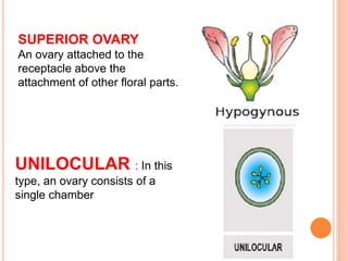 SUPERIOR OVARY
An ovary attached to the
receptacle above the
attachment of other floral parts.
UNILOCULAR : In this
type, an ovary consists of a
single chamber
 