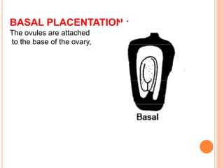 BASAL PLACENTATION :
The ovules are attached
to the base of the ovary,
 