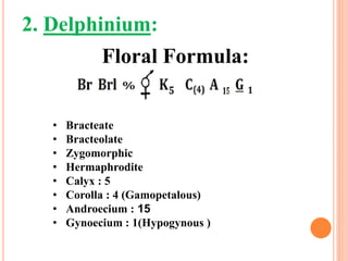 2. Delphinium:
• Bracteate
• Bracteolate
• Zygomorphic
• Hermaphrodite
• Calyx : 5
• Corolla : 4 (Gamopetalous)
• Androecium : 15
• Gynoecium : 1(Hypogynous )
Floral Formula:
 