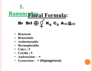 1.
Ranunculus
• Bracteate
• Bracteolate
• Actinomorphic
• Hermaphrodite
• Calyx : 5
• Corolla : 5
• Androecium : ∞
• Gynoecium : ∞ (Hypogynous)
Floral Formula:
 