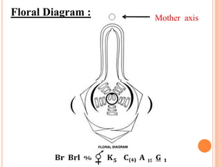 Floral Diagram : Mother axis
 