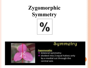Zygomorphic
Symmetry
 