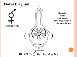 Floral Diagram :
Hermaphrodite
Both the
male
and female
parts are present in
the same flower
 