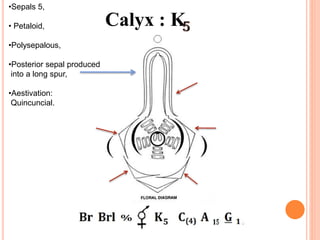 Calyx : K
•Sepals 5,
• Petaloid,
•Polysepalous,
•Posterior sepal produced
into a long spur,
•Aestivation:
Quincuncial.
 