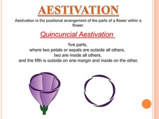Aestivation is the positional arrangement of the parts of a flower within a
flower.
five parts,
where two petals or sepals are outside all others,
two are inside all others,
and the fifth is outside on one margin and inside on the other.
Quincuncial Aestivation
 