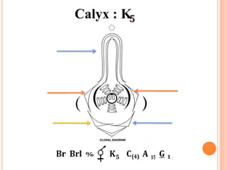 Calyx : K
 