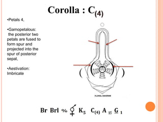 Corolla : C
•Petals 4,
•Gamopetalous:
the posterior two
petals are fused to
form spur and
projected into the
spur of posterior
sepal,
•Aestivation:
Imbricate
 