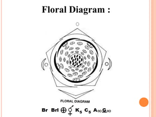 Floral Diagram :
 
