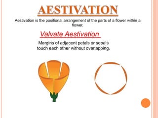 Aestivation is the positional arrangement of the parts of a flower within a
flower.
Margins of adjacent petals or sepals
touch each other without overlapping.
Valvate Aestivation
 