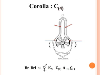 Corolla : C
 