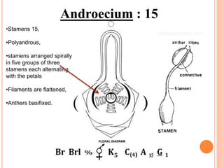 Androecium : 15
•Stamens 15,
•Polyandrous,
•stamens arranged spirally
in five groups of three
stamens each alternating
with the petals
•Filaments are flattened,
•Anthers basifixed.
 