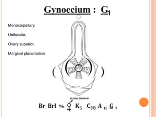 Gynoecium : G
Monocarpellary,
Unilocular,
Ovary superior,
Marginal placentation
 