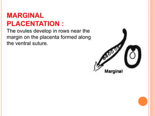 MARGINAL
PLACENTATION :
The ovules develop in rows near the
margin on the placenta formed along
the ventral suture.
 