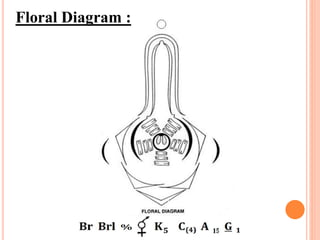 Floral Diagram :
 