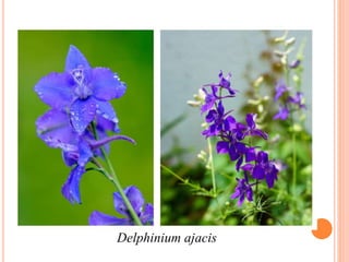 Delphinium ajacis
 