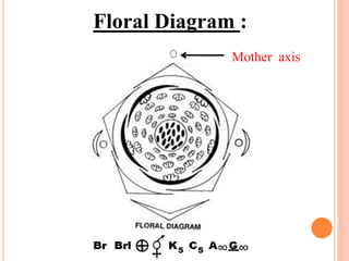 Floral Diagram :
Mother axis
 