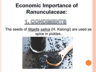 The seeds of Nigella sativa (H. Kalongi) are used as
spice in pickles.
 