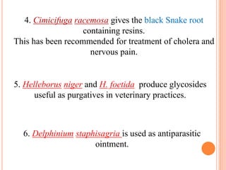 4. Cimicifuga racemosa gives the black Snake root
containing resins.
This has been recommended for treatment of cholera and
nervous pain.
5. Helleborus niger and H. foetida produce glycosides
useful as purgatives in veterinary practices.
6. Delphinium staphisagria is used as antiparasitic
ointment.
 